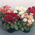 Маргаритка такко микс 2724