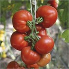 Кассиопея f1 2733