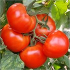 Благовест f1 2734