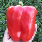 Перец сладкий Геракл 2738