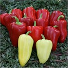 Перец Тацит F1 сладкий 2740