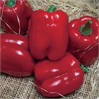 Перец сладкий Солист 2742