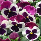 Виола кустовая крупноцветковая сортовая 10-12см цветок матрикс морфеус 1880