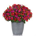 Катарантус кустовой розовый микс 1858