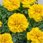 Бархатцы тагетис отклоненные бонанза голд 2384