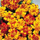 Бархатцы тагетис отклоненные бонанза болеро 2383