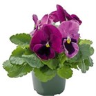 Виола кустовая крупноцветковая роуз блотч 2744