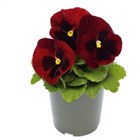 Виола кустовая крупноцветковая ред блотч 2397