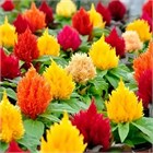 Целлозия бодюрная метельчатая  розовая 2745