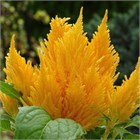 Целлозия бодюрная метельчатая  оранжевая 2746