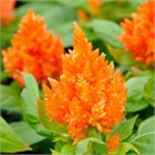 Целлозия бодюрная метельчатая  оранжевая 2746