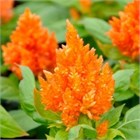 Целлозия бодюрная метельчатая  красная 2747