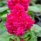 Целлозия бодюрная метельчатая  красная 2747