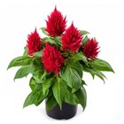 Целлозия бодюрная метельчатая  красная 2747