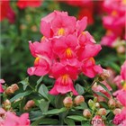 Львиный зев бордюрный кассета 6шт 2749