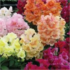 Львиный зев бордюрный кассета 6шт  махровый микс 2751