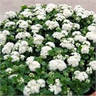 Агератум мексиканский сортовой бордюрный кассета 6шт - 2753