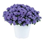 Агератум мексиканский сортовой бордюрный кассета 6шт - 2753