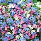 Незабудка альпийская двулетка голубая 2754