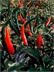 Вьетнамский дтявол перец острый многолетний 2757