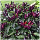 Перец острый фитилек многолетний 2760