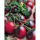 Балконное чудо фиолетовый гном черри 1886