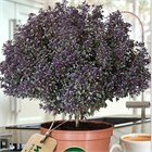 Базиликовое дерево Пикси вуд 2761