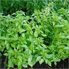 Базилик гурман мятный пышный букет в горшке 2762