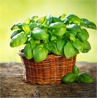 Базилик карамельный для чая и кулинарии пышный букет в горшке 2763