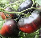 Томат уральский бриллиант 2766