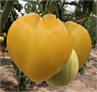 Томат король Сибири 2075