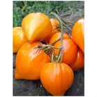 Томат непас 4 2767