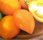 Томат непас 5 2768