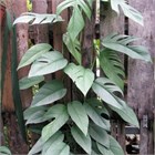 Монстера сильвер лиф 2769