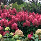 Гортензия метельчатая Fraise Melba 2802