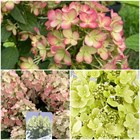 Гортензия метельчатая Panflora 2805