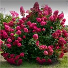 Гортензия метельчатая Wims Red 2810