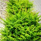 Барбарис Тунберга Green carpet 2818