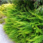 Барбарис Тунберга Green carpet 2818