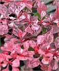 Барбарис Тунберга Pink Quin 2820