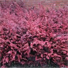 Барбарис Тунберга Pink Quin 2820
