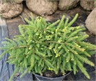 Ель низкорослая подушкообразная Nidiformis 2829