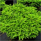 Ель низкорослая подушкообразная Nidiformis 2829