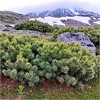 Кедровый стланик стелющийся 2832