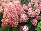 Гортензия метельчатая Мэджикал Кэндл 2842