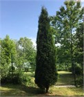 Туя западная Колумна 2859