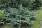 Мозжевельник виргинский Hetz среднерослый 2831