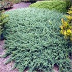 Мозжевельник Glauca 2865