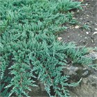 Мозжевельник Glauca 2865
