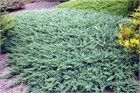 Мозжевельник Glauca 2865
